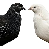 Black and White Edition Coturnix Quail Hatching Eggs, 50:50 Ratio Mixed Variety (Coturnix, 12, Count)