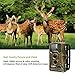 RAINBOWDAY Deer Camera Trail Camera 16MP 1080P HD IR Night Vision Wildlife Motion Activated Camera with IP56 Waterproof 0.2s Trigger Time and 2.4 inch LCD Screen Game Camera