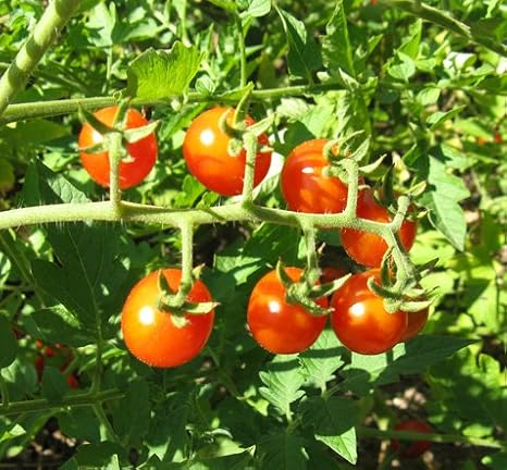 Huerto Urbano KIT Cultivar Hortalizas en Casa – Mesas Cultivo ...