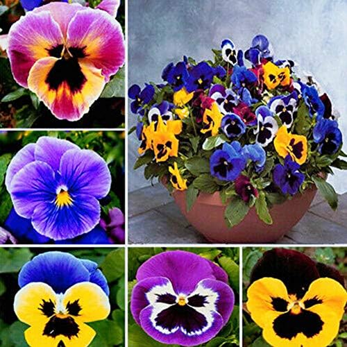 chicoco 100Pcs Pansy Seeds Plant Home Garden Bonsai Viola Tricolor Flower DIY Decoration Pansy Seeds