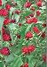 Herb Seeds Strawberry Spinach (Chenopodium Capitatum) Organic Heirloom