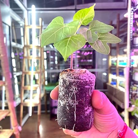 City Greens Coco Coir Coins - 4 cm, Pack of 100 - Jiffy Plugs for Seeds Germination