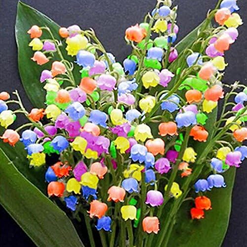Carsge Garden - Fragrant Lily of The Valley Flowers Variegated Seeds Rare Ornamental Seeds Perennial Resistant Bonsai Flowers with Comfortable Smell (50 pcs)