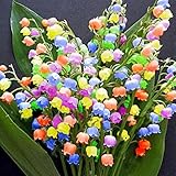Iekofo Seed house - 100 pcs Fragrant Rarities Lilies of The Valley Flower Bulbs Multifarben Hardy Perennial