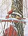 Springbok's 500 Piece Jigsaw Puzzle Peaceful Moments - Made in USA