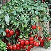Cherry Falls Tomato Seeds
