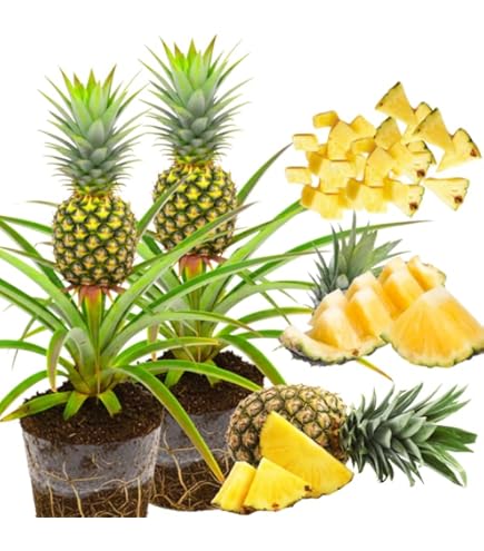 Amazon.com : Pineapple Live Fruiting Plant 'White Jade' Ananas