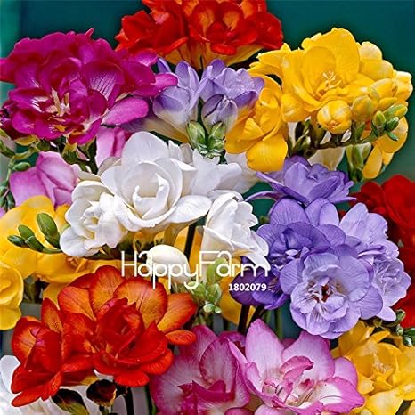 Amazon Co Jp ビッグ真のフリージアの球根屋内鉢植えの花蘭 花の球根フリージア根茎生存率が高い シードない 2電球 ホーム キッチン