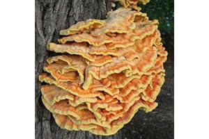 100 Chicken of The Woods Mushroom Plug Spawn to Grow Gourmet Medicinal Mushrooms at Home or Commercially