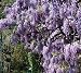 Amethyst Falls Wisteria Vine - Live Plant - Quart Pot