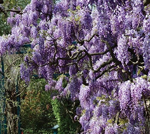Amethyst Falls Wisteria Vine - Live Plant - Quart Pot Amethyst Falls Wisteria Vine - Live Plant - Quart Pot