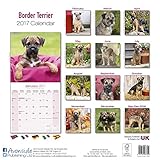 Image de Border Terrier Calendar 2017 - Dog Breed Calendars - 2016 - 2017 wall calendars - 16 Month by Avonside