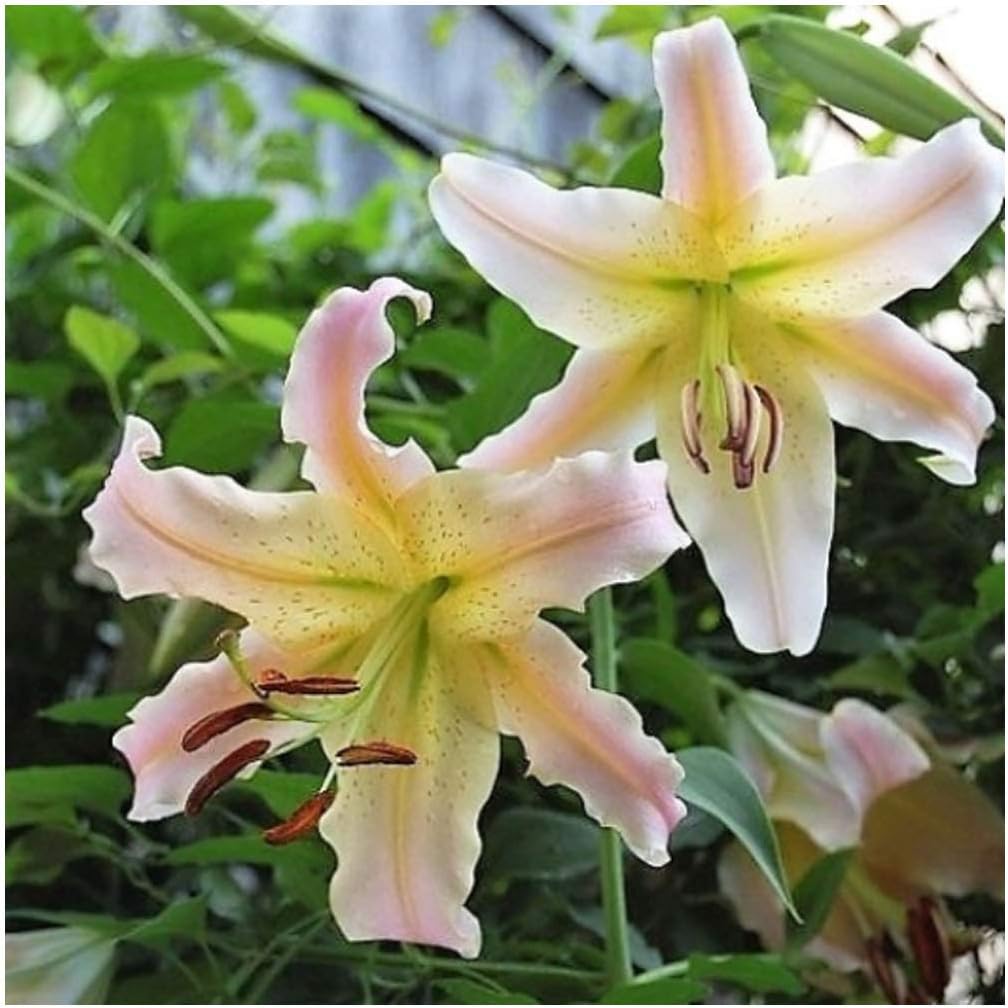 GARTHWAITE NURSERIES® 6 “Elusive” Oriental Trumpet Lily Bulbs
