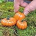Fiddlehead Fairy Garden Fall Harvest Pumpkins, Set of 3