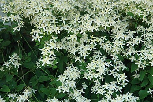 clematis, SWEET AUTUMN VINE - white perennial flower - 35 seeds! GroCo