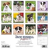 Image de Just Jack Russell Puppies 2017 Wall Calendar (Dog Breed Calendars)