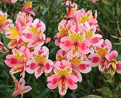 Risitar Garden - 50pcs Rare Alstroemeria Indian Summer ('Tesronto') (PBR) (Summer Paradise Series) Peruvian Lily Flower Seeds