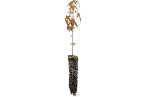 Japanese Maple | Small Tree Seedling | The Jonsteen Company