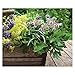 Herb Gardens 2018 Wall Calendar: Recipes & Herbal Folklore