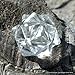 20 Point Crystal Clear Quartz Merkaba Star