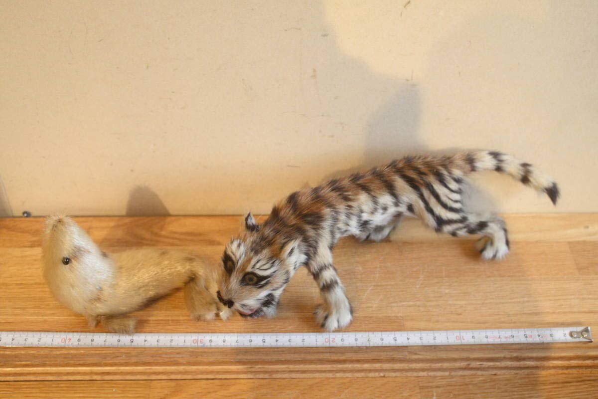 最新のhd虎 剥製 最高の花の画像