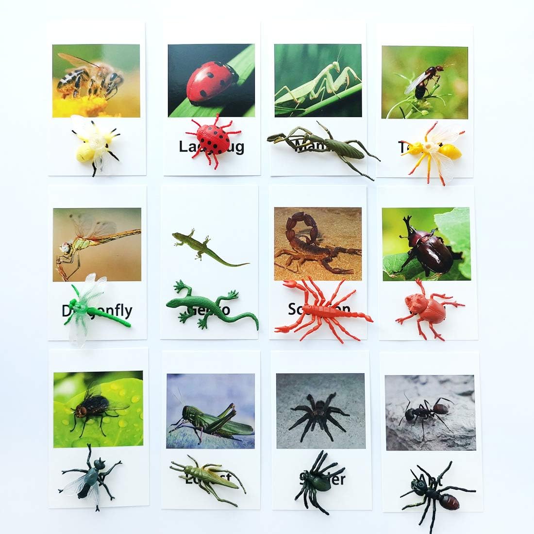 MEROCO Montessori Animal Match - Insect Animal Figurines with Matching Cards Language Montessori Materials Preschool Learning Toy NEWT008