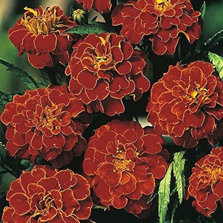 Creative Farmer Flower Seeds : French Marigold-Bolero Red Seeds Flower Seeds For All Season Garden [Home Garden Seeds Eco Pack] Plant Seeds