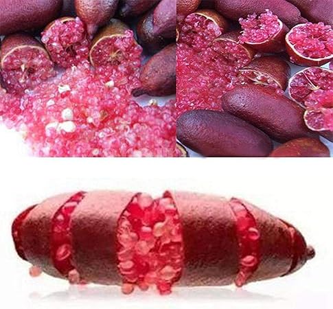 Tomasa Samenhaus Bio Finger Limes Citrus Samen Fur Garten Balkon Seltene Pflanzen Mehrjahrig Winterhart Obstbaum Samen Geschmack Spezielle Frucht Garten Balkon Amazon De Garten