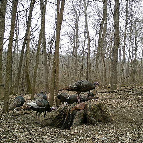 TROPHY ROCK Redmond AllNatural Mineral Rock/Salt Lick, Attract Deer
