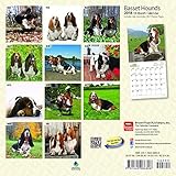 Image de Basset Hounds 2018 7 x 7 Inch Monthly Mini Wall Calendar, Animals Dog Breeds Hound (Multilingual Edition)