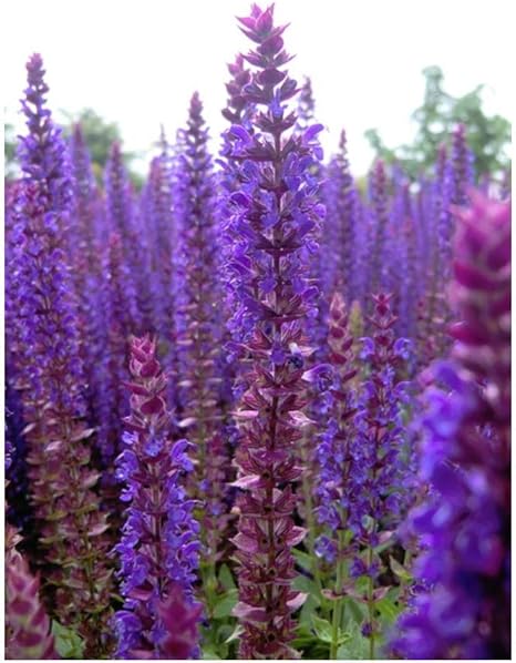 Stk 3x Steppen Salbei Ostfriesland Salvia Nemorosa Topf Pflanzen K P166 Seeds Plants Shop Samenbank Pfullingen Patrik Ipsa Amazon De Garten
