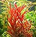 Alternanthera Reineckii VAR. Roseafolia Telanthera Freshwater Red Stem Live Aquarium Plant