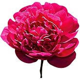 Karl Rosenfield - Double Dark Red Peony