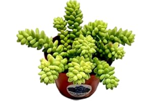 FAT PLANTS SAN DIEGO Living Succulent 4" Donkey Tails, Fully Rooted Succulents Plants Live, Succulent Plants Trailing Hanging, Sedum Burrito House Plant for Home Office Decoration, DIY Projects, Party Favor Gift