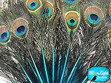 Peacock Feathers, 10 Turquoise Blue Mini Natural Peacock Tail Feathers with Eyes