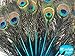 Peacock Feathers, 10 Turquoise Blue Mini Natural Peacock Tail Feathers with Eyes