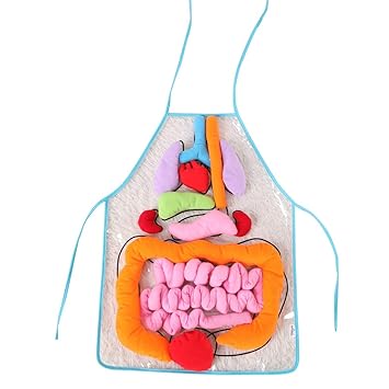 kids anatomy apron