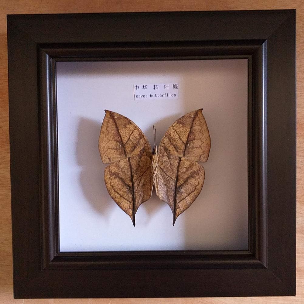 LAZRJ Butterflies Insect Specimen Photo Frame Craft Birthday Gift Home Ornament
