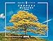 Costa Rica Magical Trees (Spanish Edition) by 