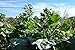 All Good Things Organic Seeds Rustica Tobacco Seeds (~350): Certified Organic, Non-GMO, Heirloom, Open Pollinated Seeds from the United States
