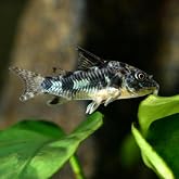 Swimming Creatures&trade; Live Corydoras Catfish &ndash; Peaceful Freshwater Bottom Dweller for Community &amp; Planted Aquariums (4, Peppered CORYDORAS)