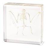 Taxidermy Bat Skeleton in Resin - Real Taxidermy