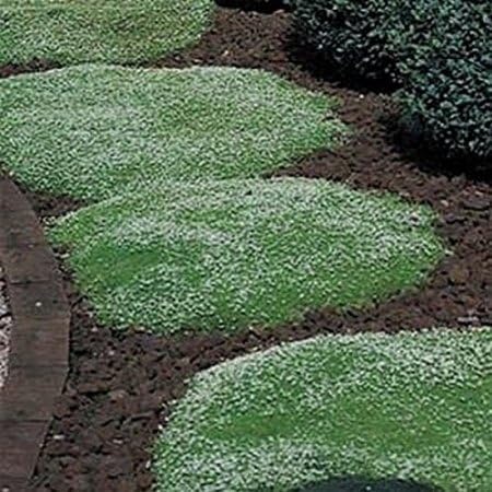 Green Leaf （Rockery grass） Irish Moss - 2000 Seeds