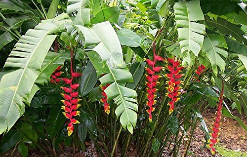 Heliconia Rostrata Hanging Lobster Claw Bird Of Paradise Live Plant Growing Rhizome Tropical Plant Pricepulse
