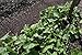 BirdBlock 602, Protective Mesh Covering, Bird Protection, 14’ X 45’, Black