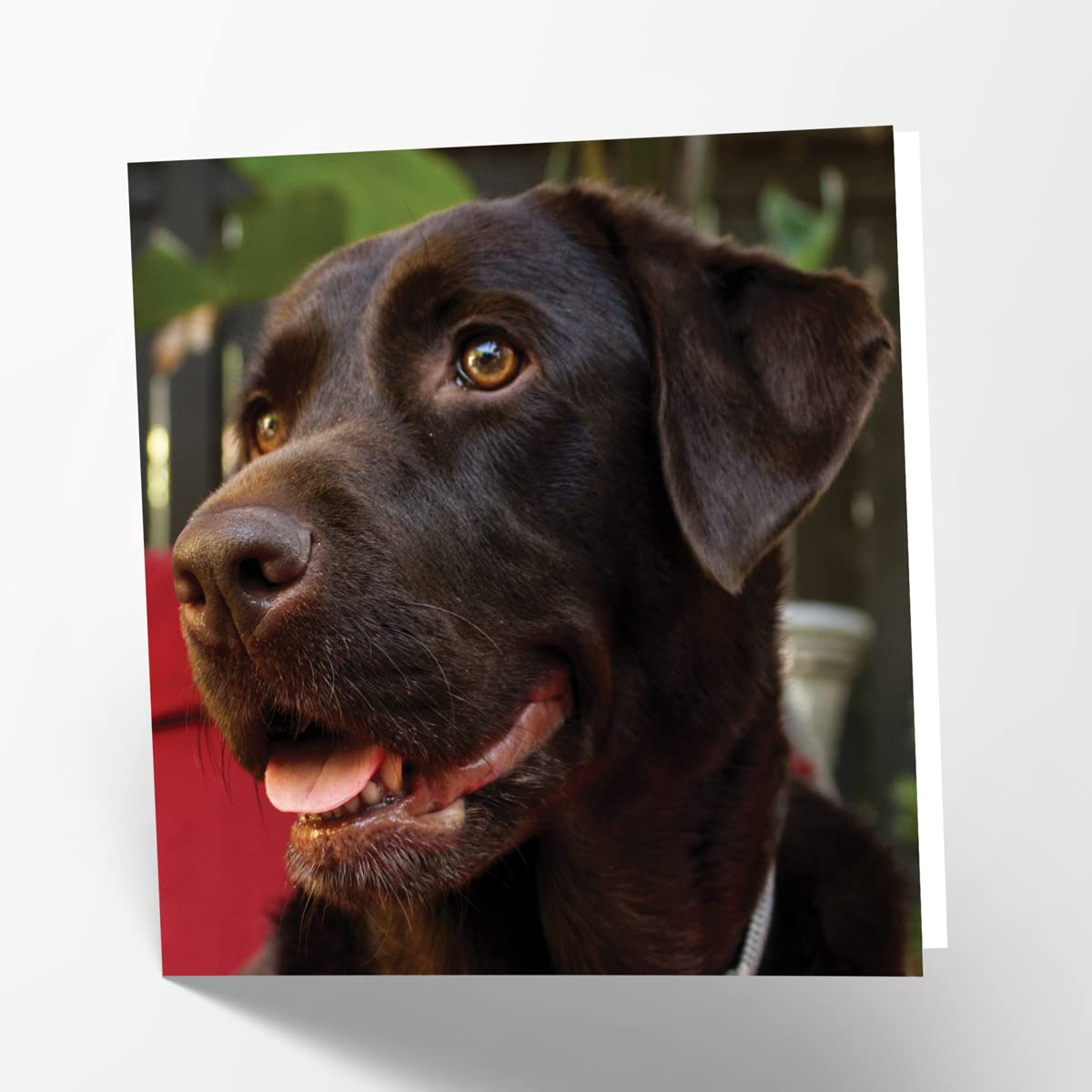 Maturi Chocolate Labrador Dog Photographic Blank Birthday Greetings Card, 15.5 x 15.5 cm