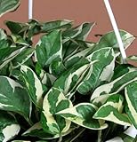 Pearls & Jade Double Dip Devil's Ivy - Epipremnum aureum - 4