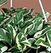 Pearls & Jade Double Dip Devil's Ivy - Epipremnum aureum - 4" Pot