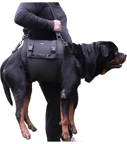 Bolio Dogs Boyles Bloodline Puppies For Sale Eli Pitbull Kennels