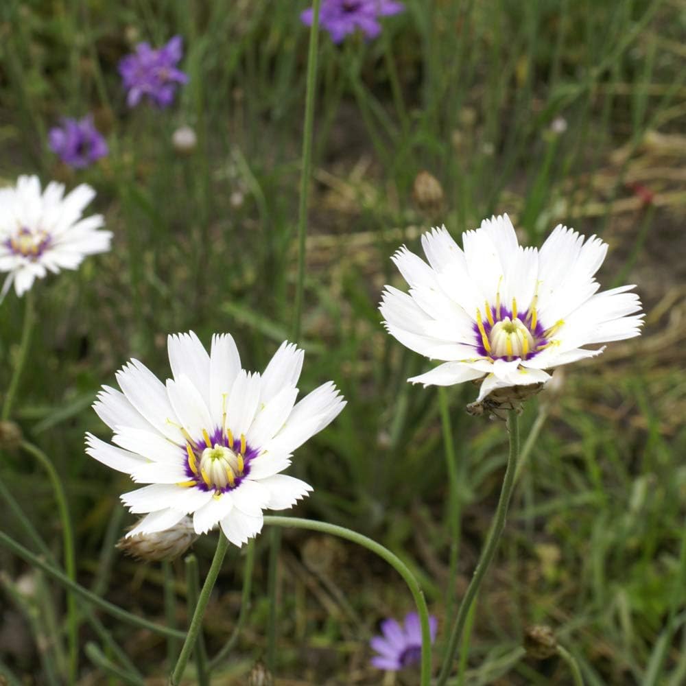 Outsidepride Cupids Dart White - 500 Seeds